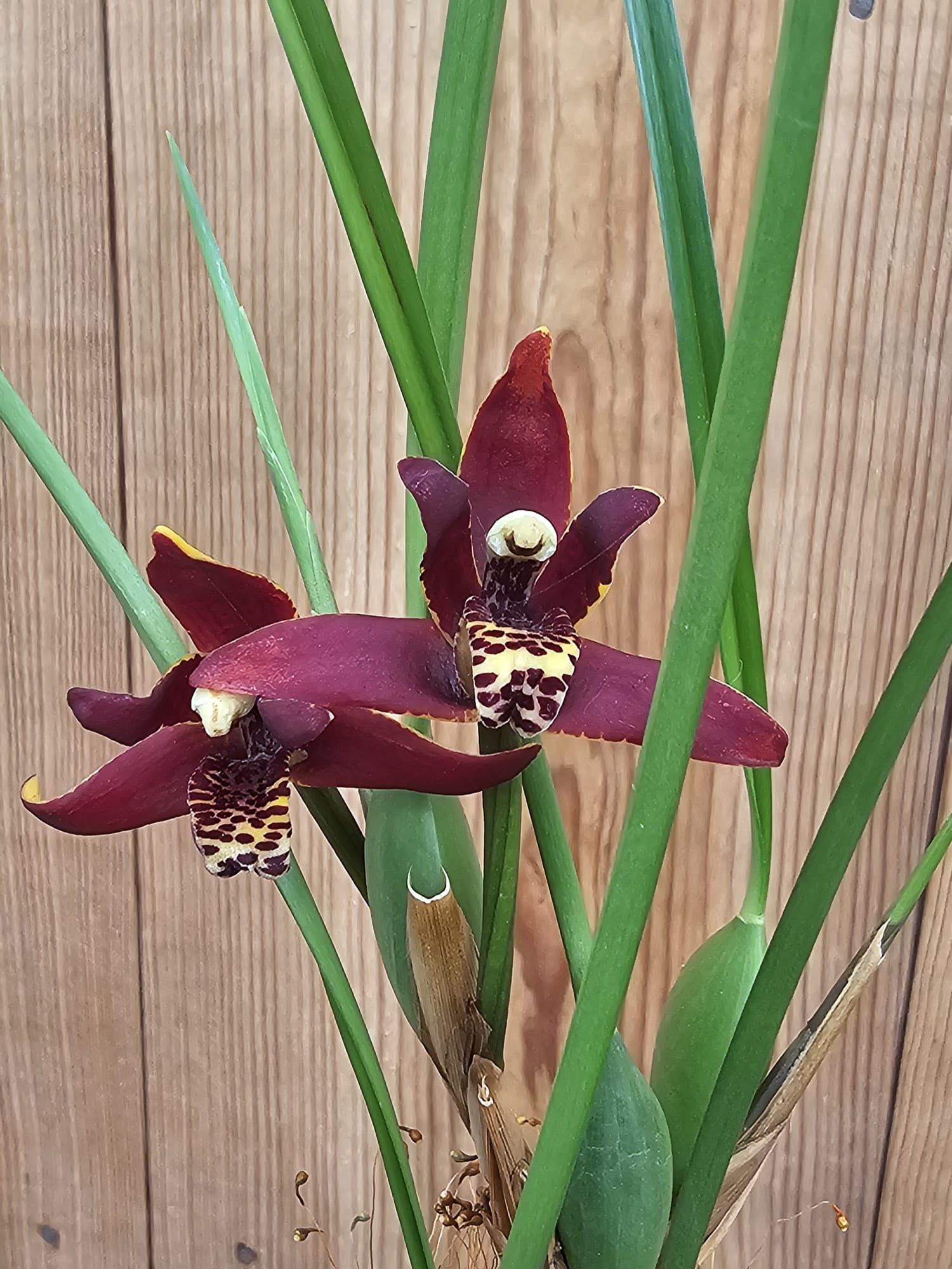 Maxillaria tenuifolia _flor