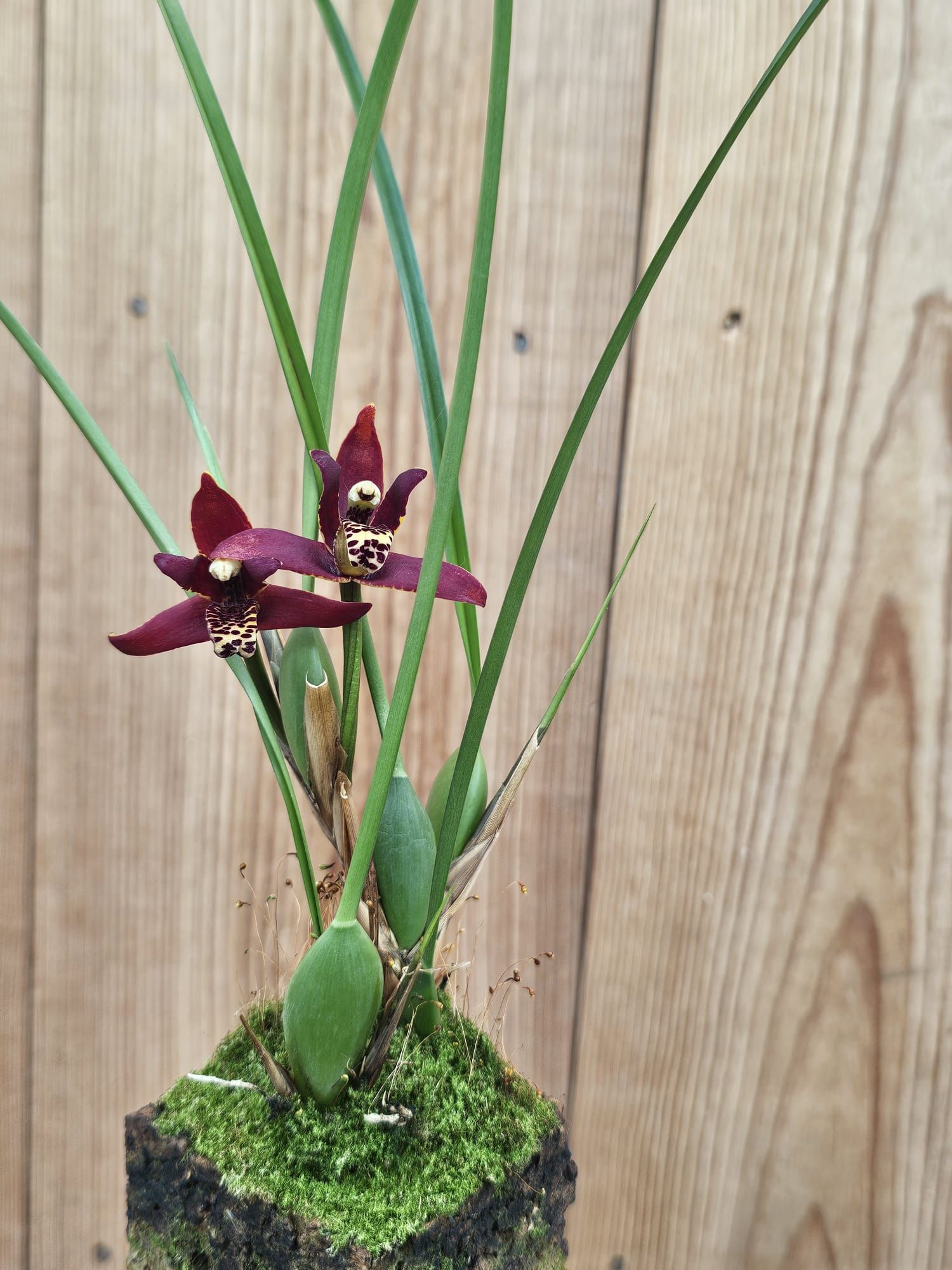 Maxillaria tenuifolia