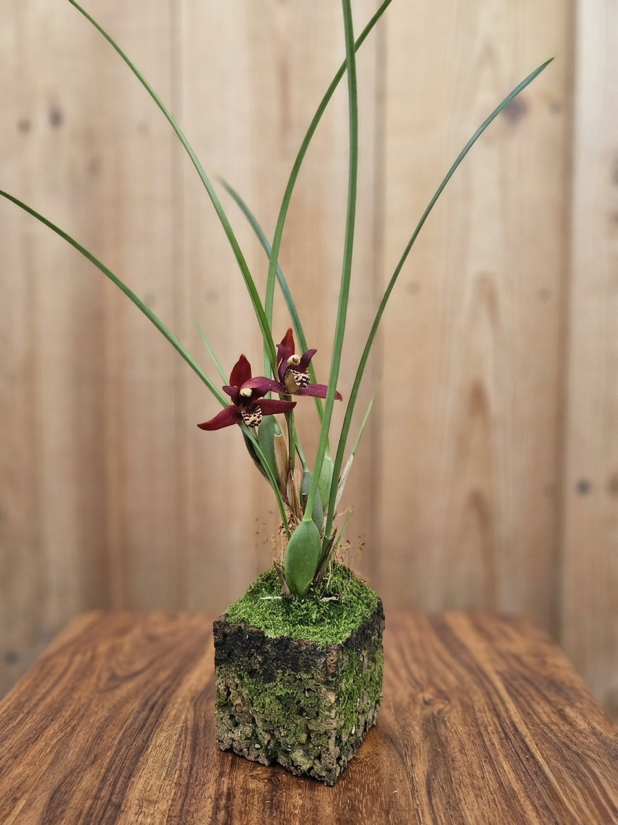 Maxillaria tenuifolia