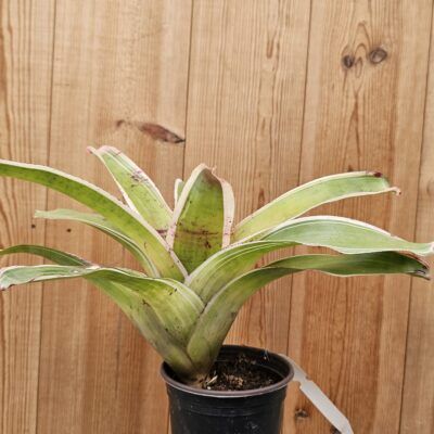 Neoregelia 'Franca'