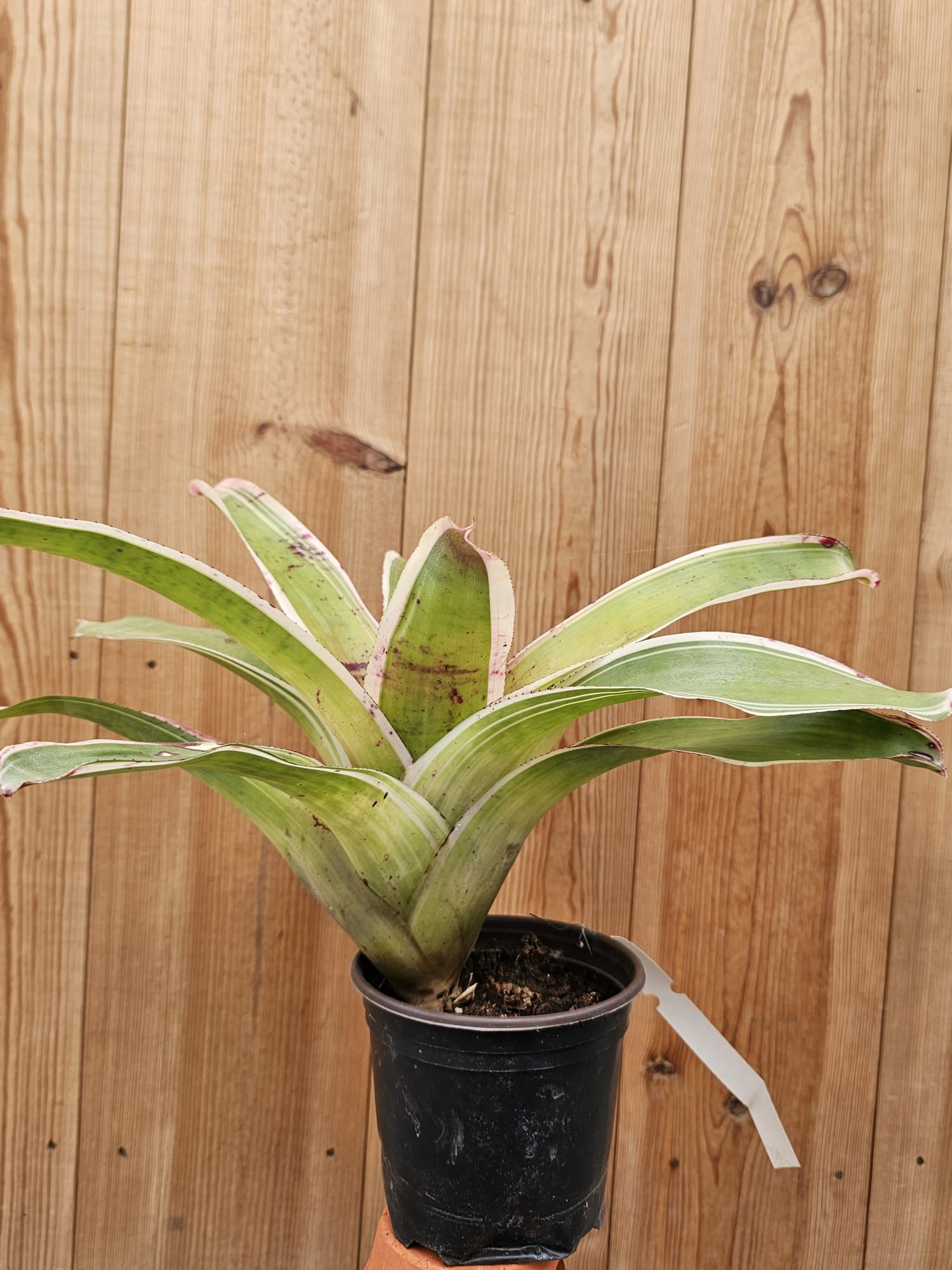 Neoregelia 'Franca'