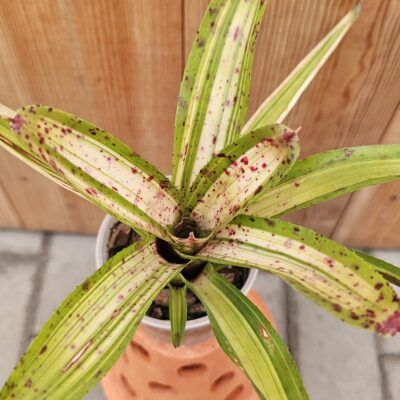 Neoregelia Chrissy