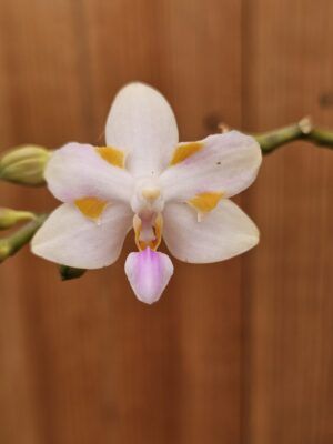 P. pulcherrima x tetraspis