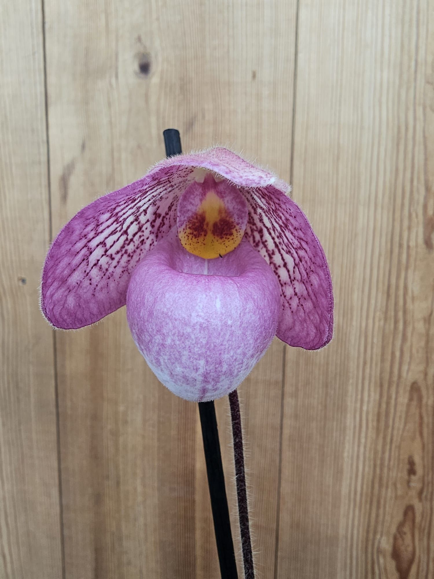 Paphiopedilum Magic Lantern 1