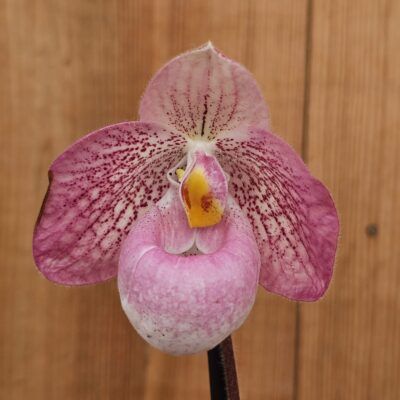 Paphiopedilum Magic Lantern