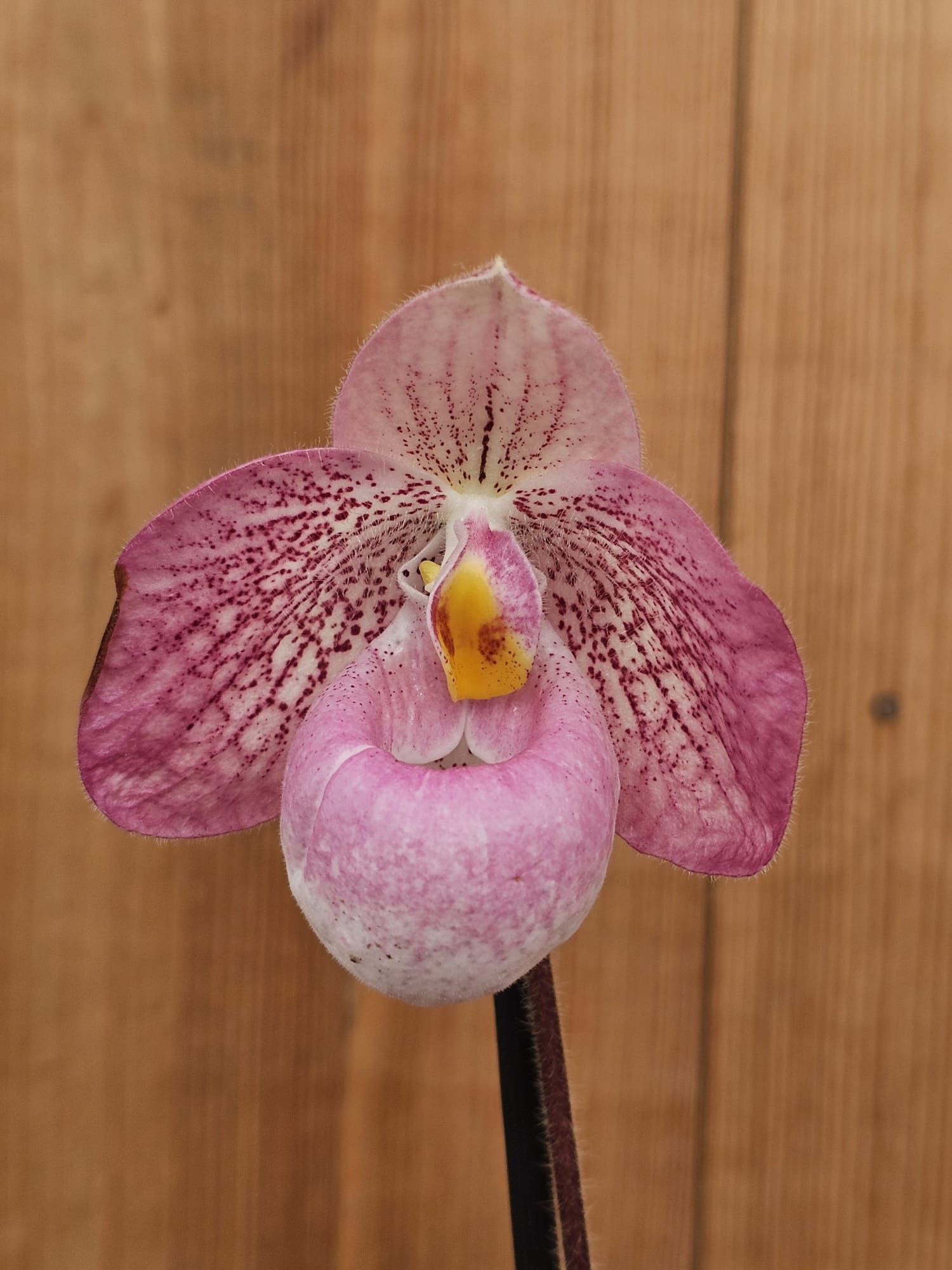Paphiopedilum Magic Lantern