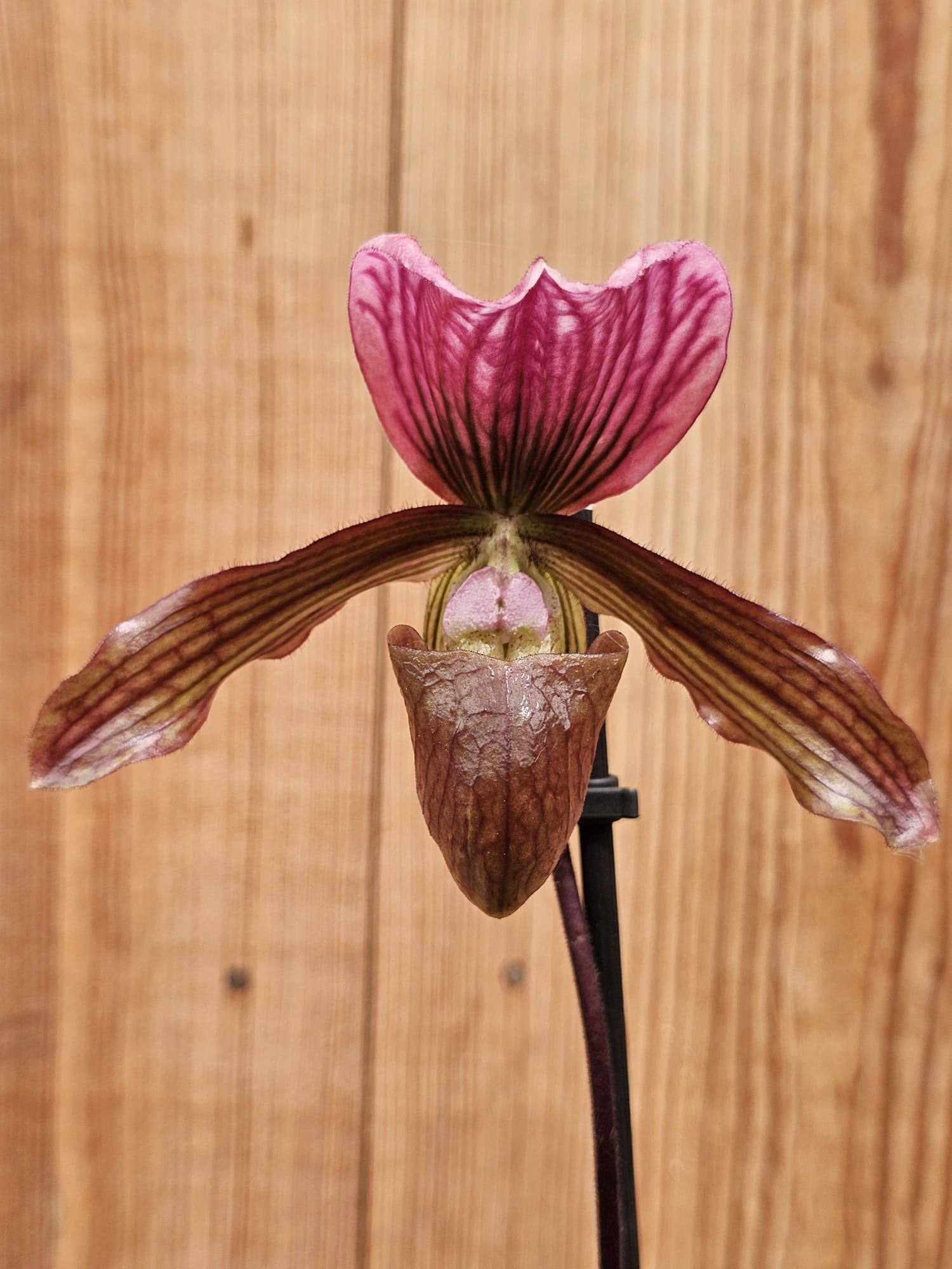 Paphiopedilum Schaetzchen (Maudiae x charlesworthii)