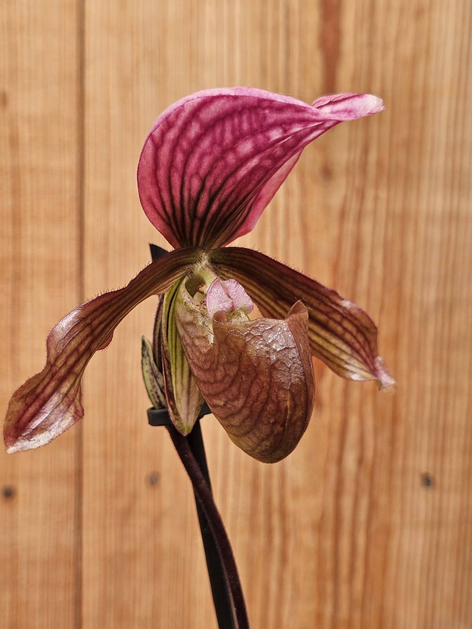 Paphiopedilum Schaetzchen (Maudiae x charlesworthii)1