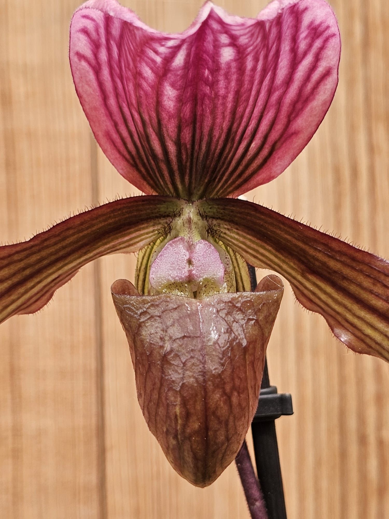 Paphiopedilum Schaetzchen (Maudiae x charlesworthii)2