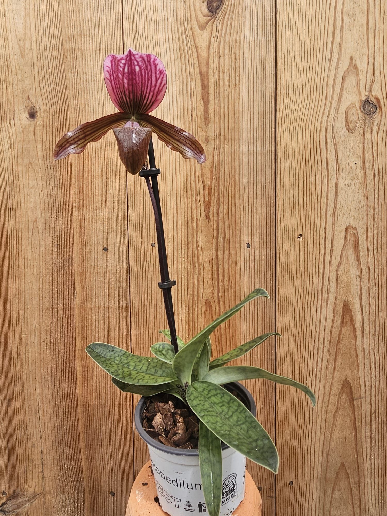 Paphiopedilum Schaetzchen (Maudiae x charlesworthii)3