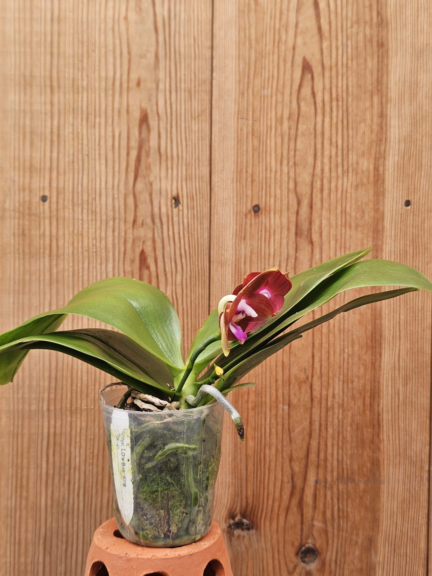 Phal. Lds Bear King RK 4 1