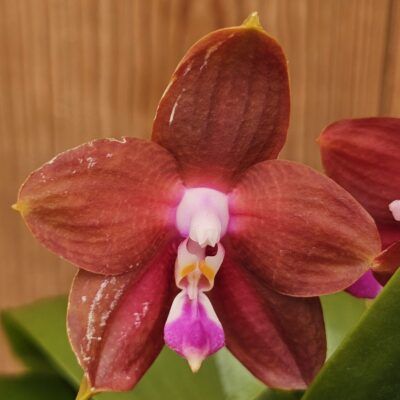 Phal. Lds Bear King RK 4