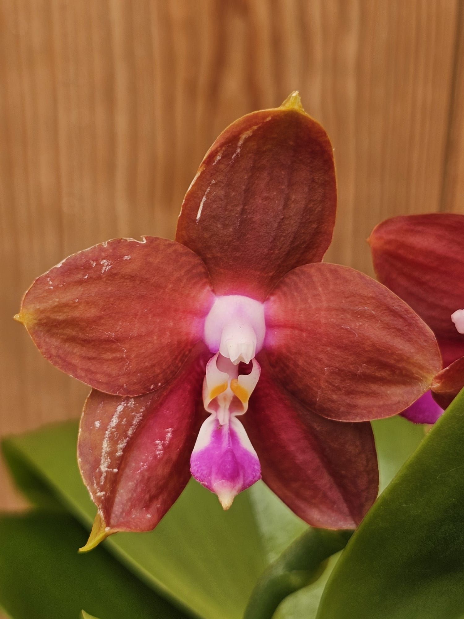 Phal. Lds Bear King RK 4