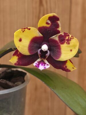 Phalaenopsis Black Diamond