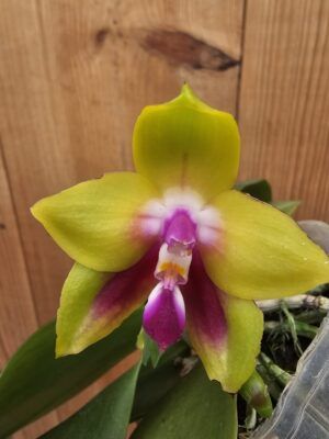 Phalaenopsis KS Happy Eagle