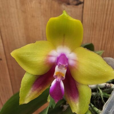 Phalaenopsis KS Happy Eagle