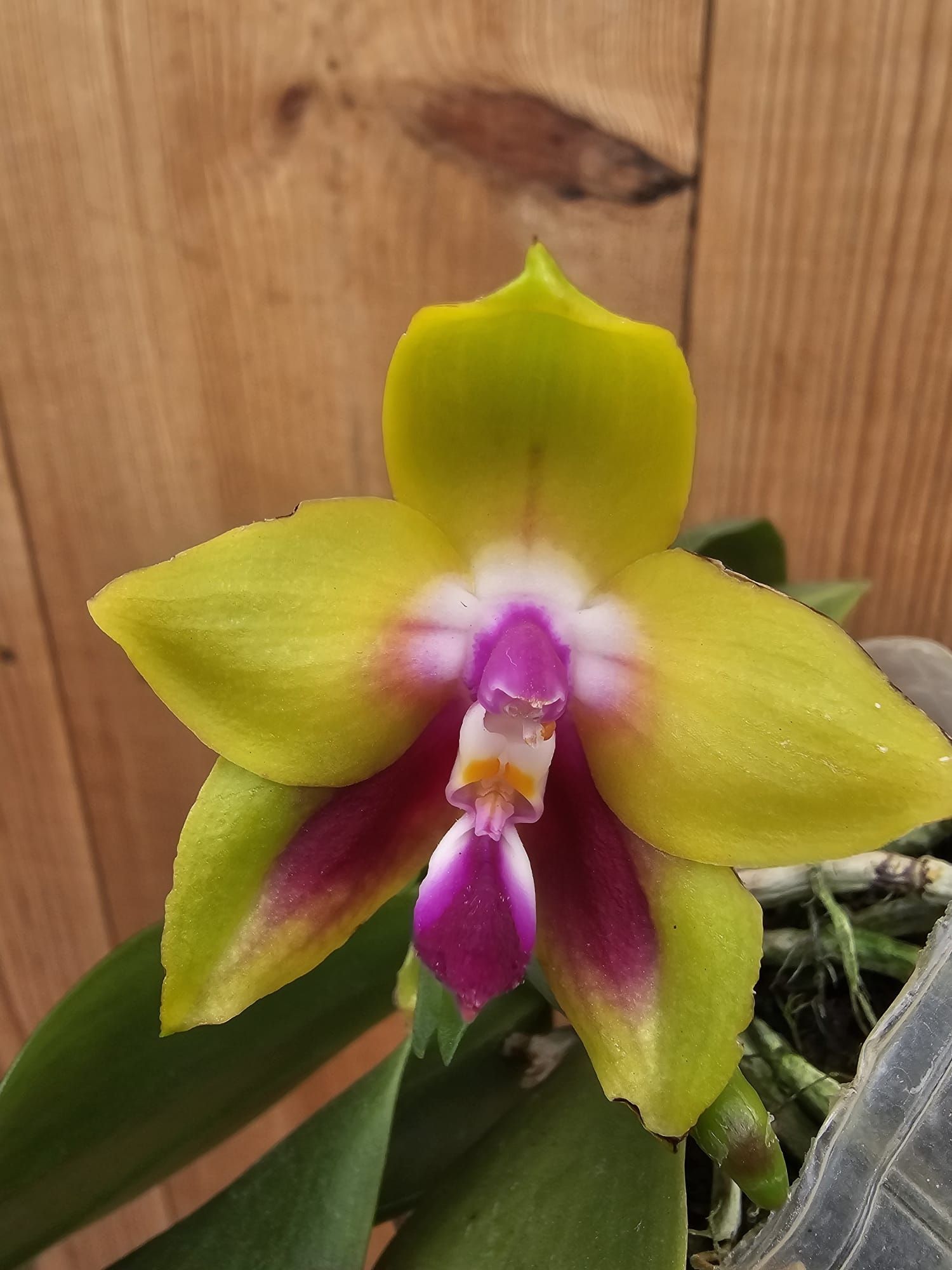 Phalaenopsis KS Happy Eagle
