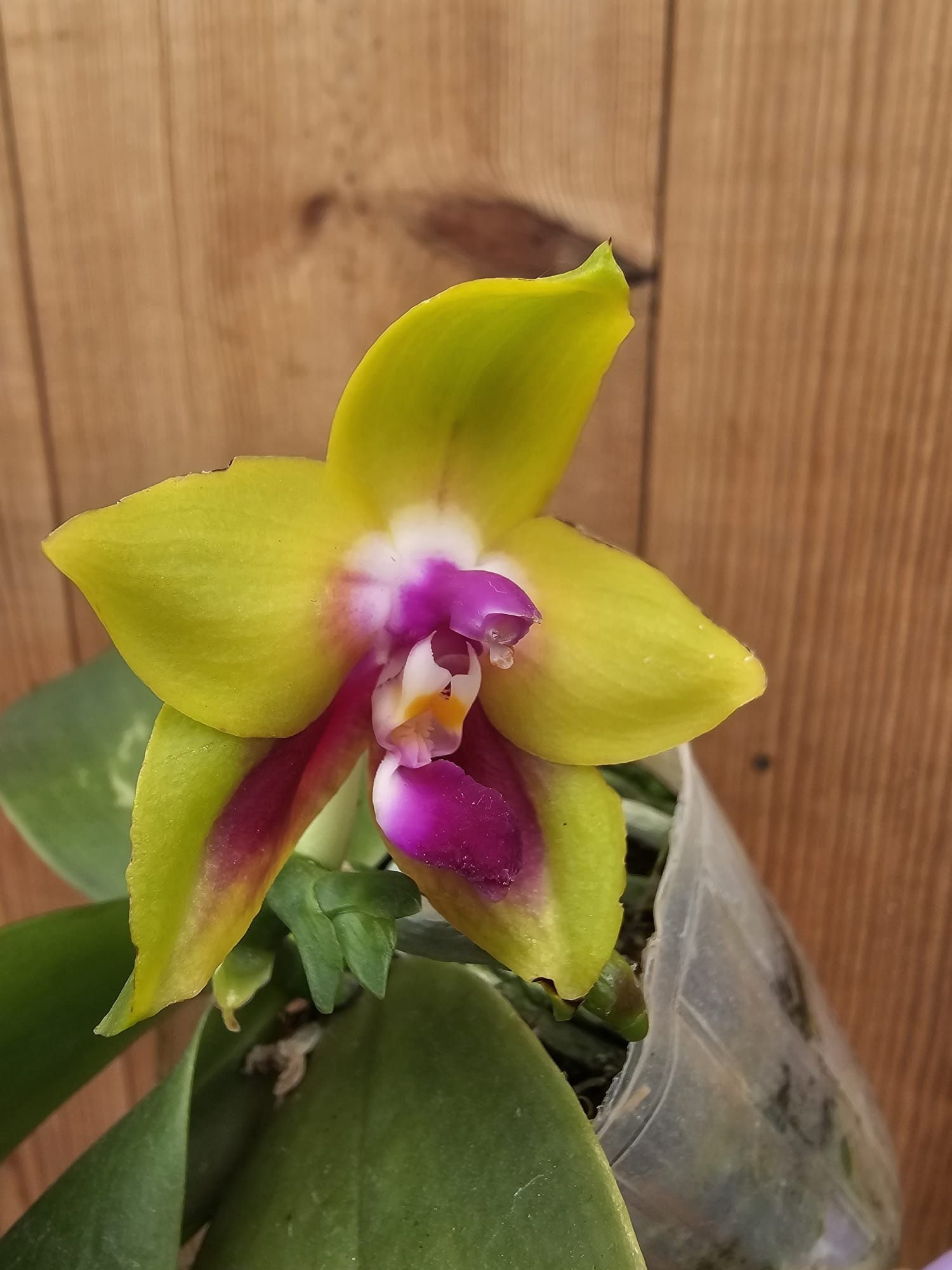 Phalaenopsis KS Happy Eagle1