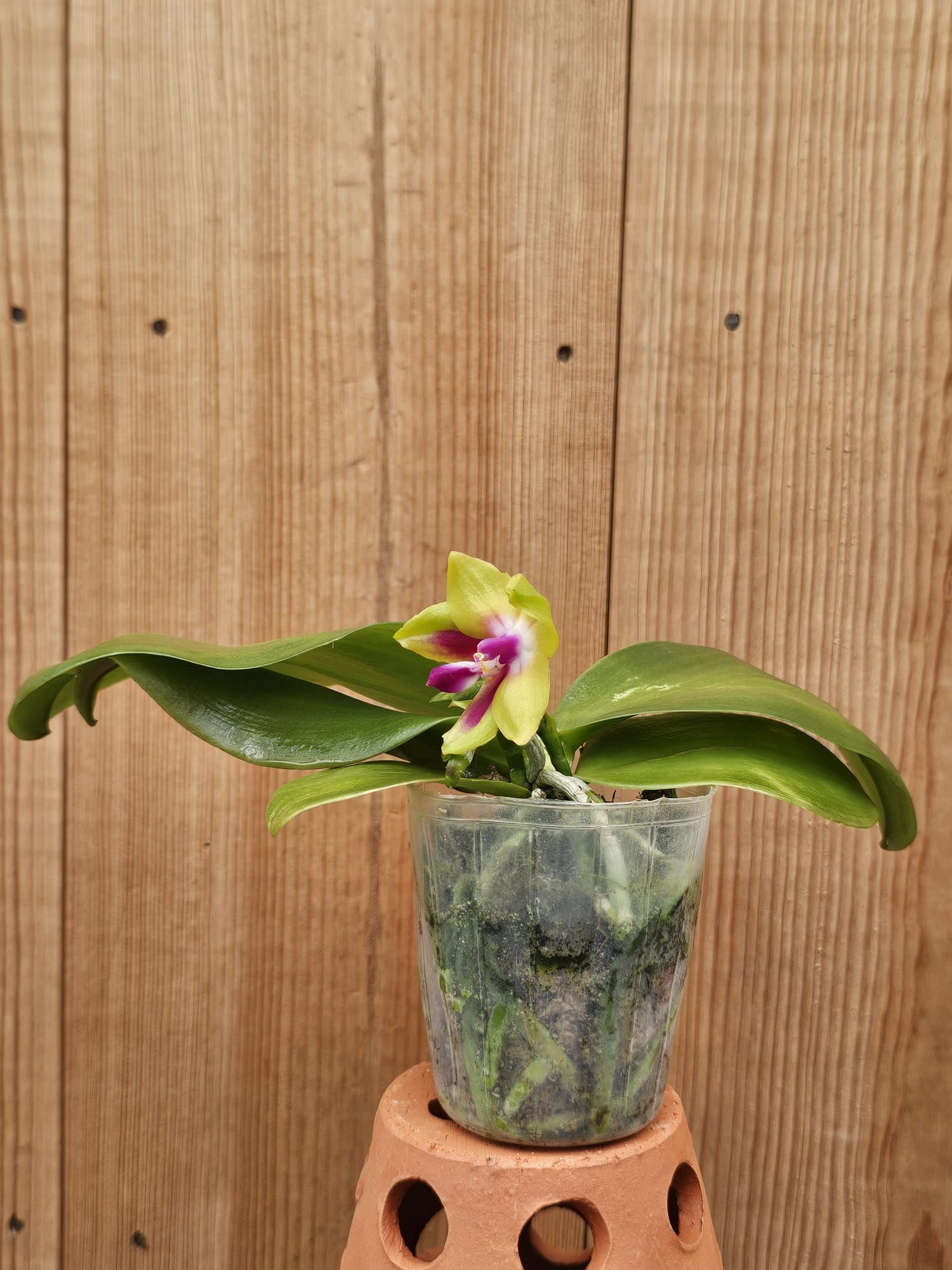 Phalaenopsis KS Happy Eagle2