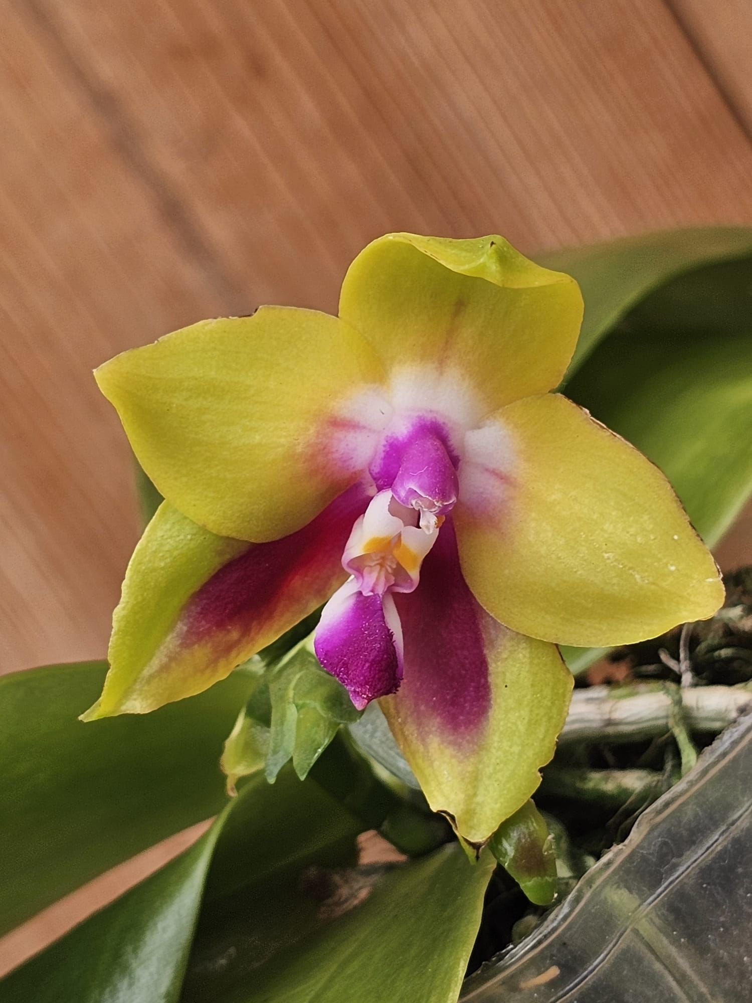 Phalaenopsis KS Happy Eagle3