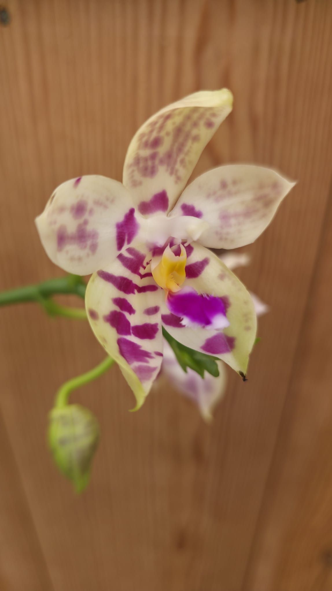 Phalaenopsis Lyndon Mix Zebra