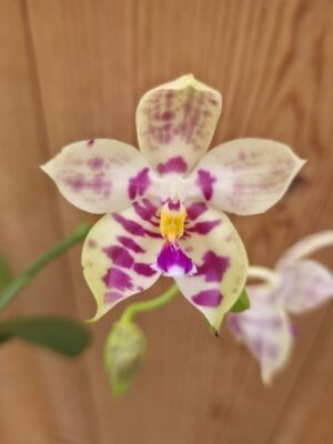 Phalaenopsis Lyndon Mix Zebra