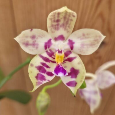 Phalaenopsis Lyndon Mix Zebra