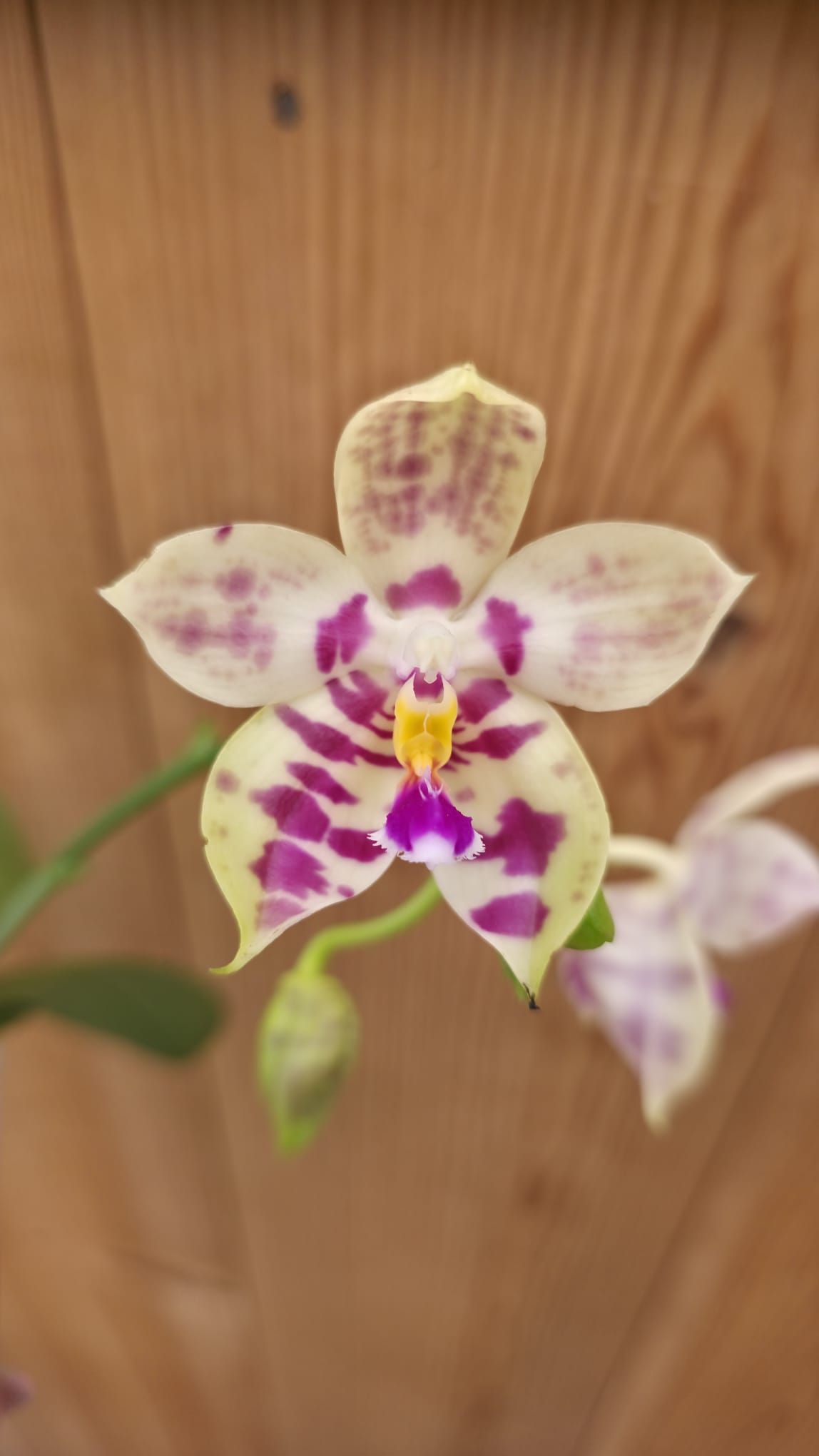 Phalaenopsis Lyndon Mix Zebra1