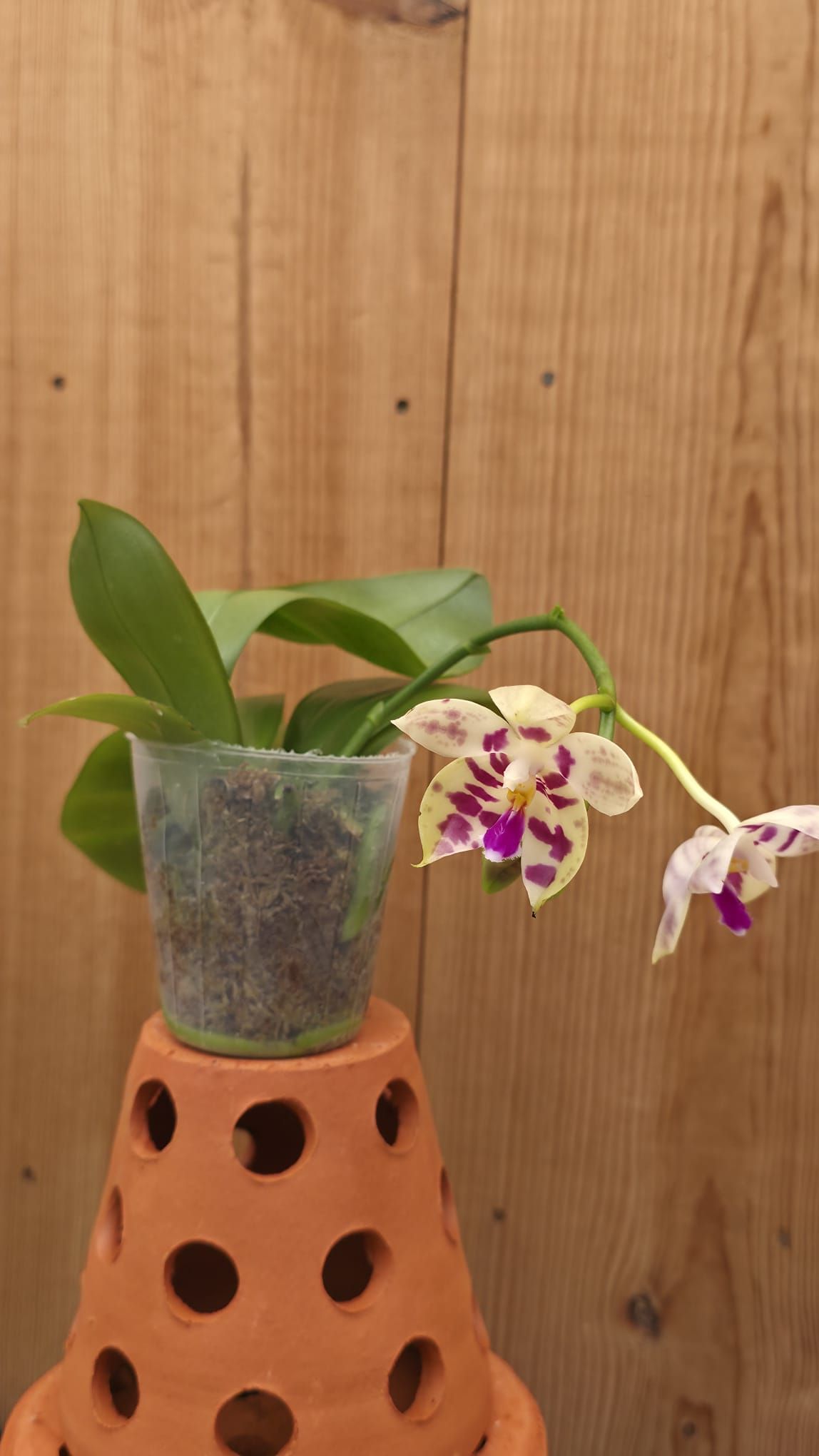 Phalaenopsis Lyndon Mix Zebra2