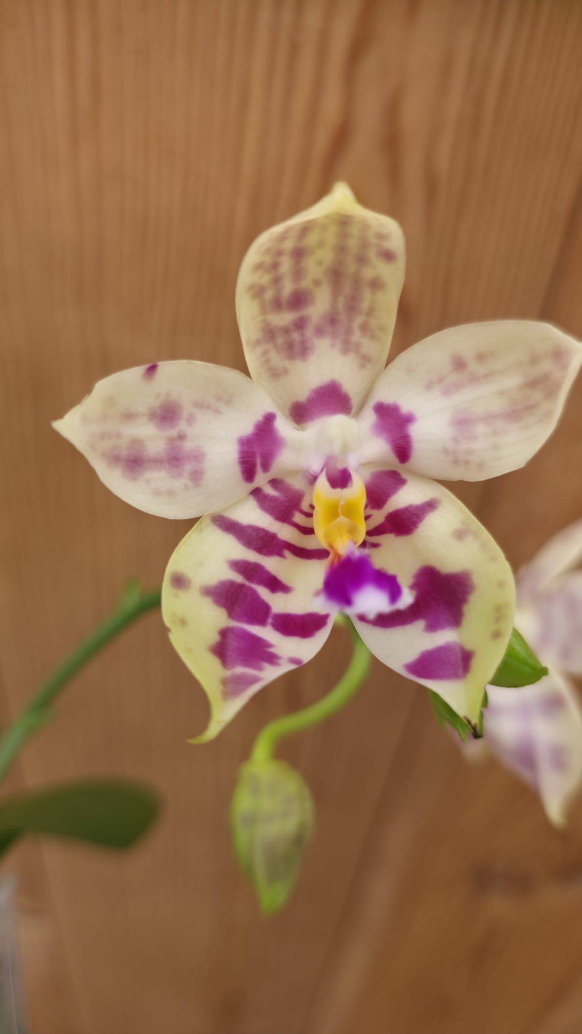 Phalaenopsis Lyndon Mix Zebra3