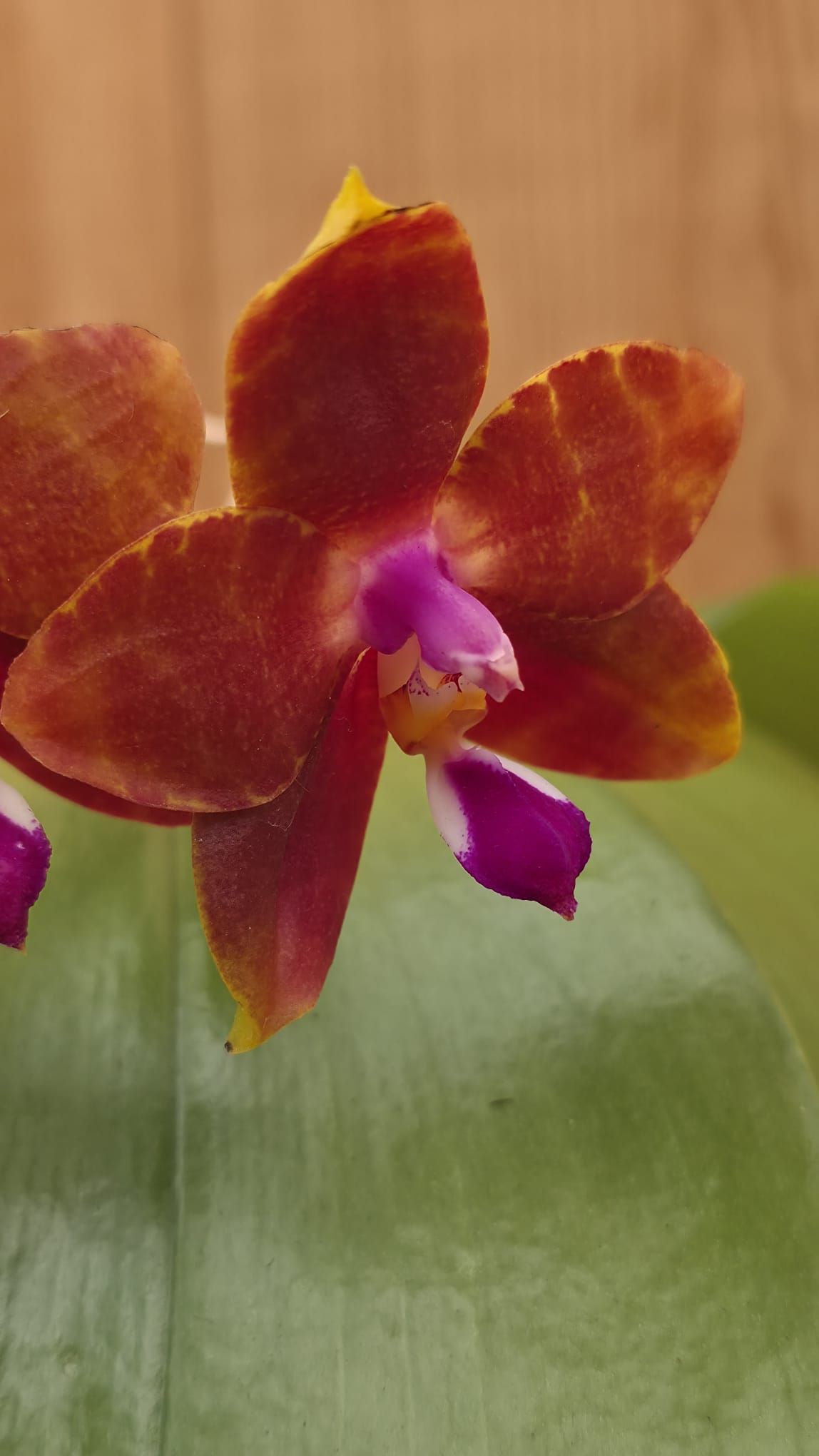 Phalaenopsis Miki Cherry Tree