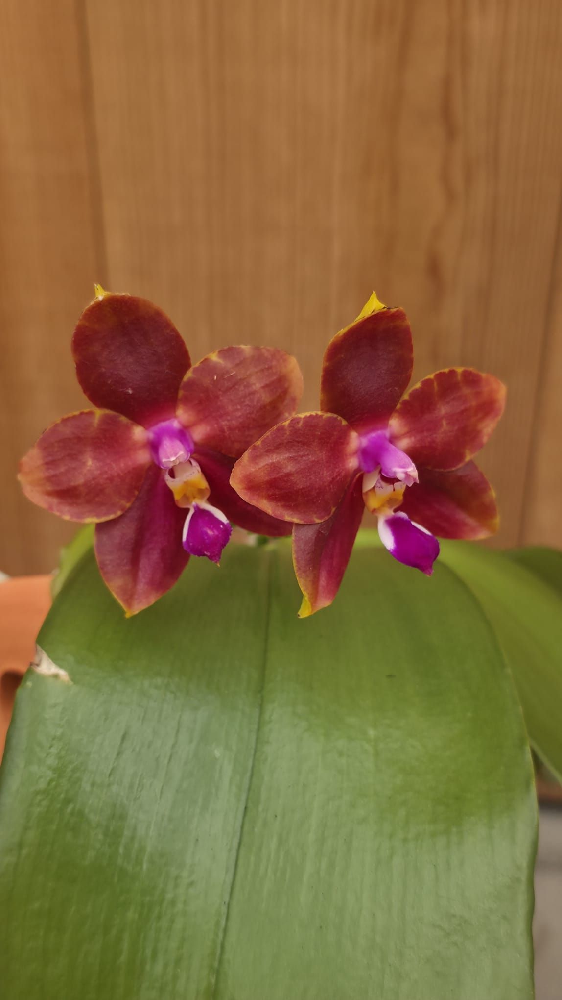 Phalaenopsis Miki Cherry Tree1