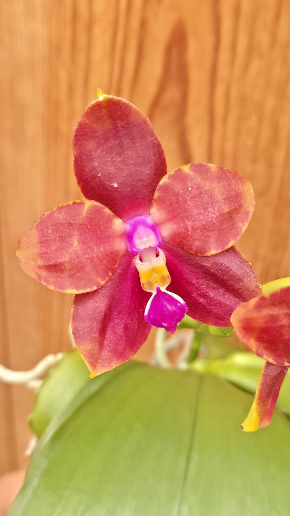 Phalaenopsis Miki Cherry Tree2
