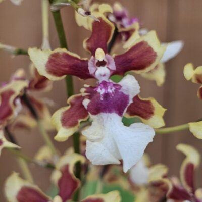 Oncidium Sharry Baby Aurea