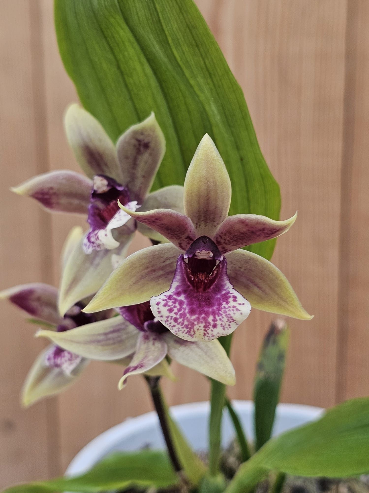 Zygonisia Snow Bird 2