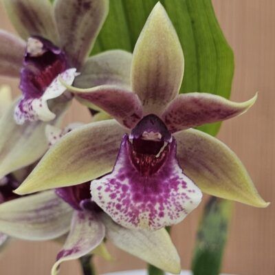 Zygonisia Snow Bird