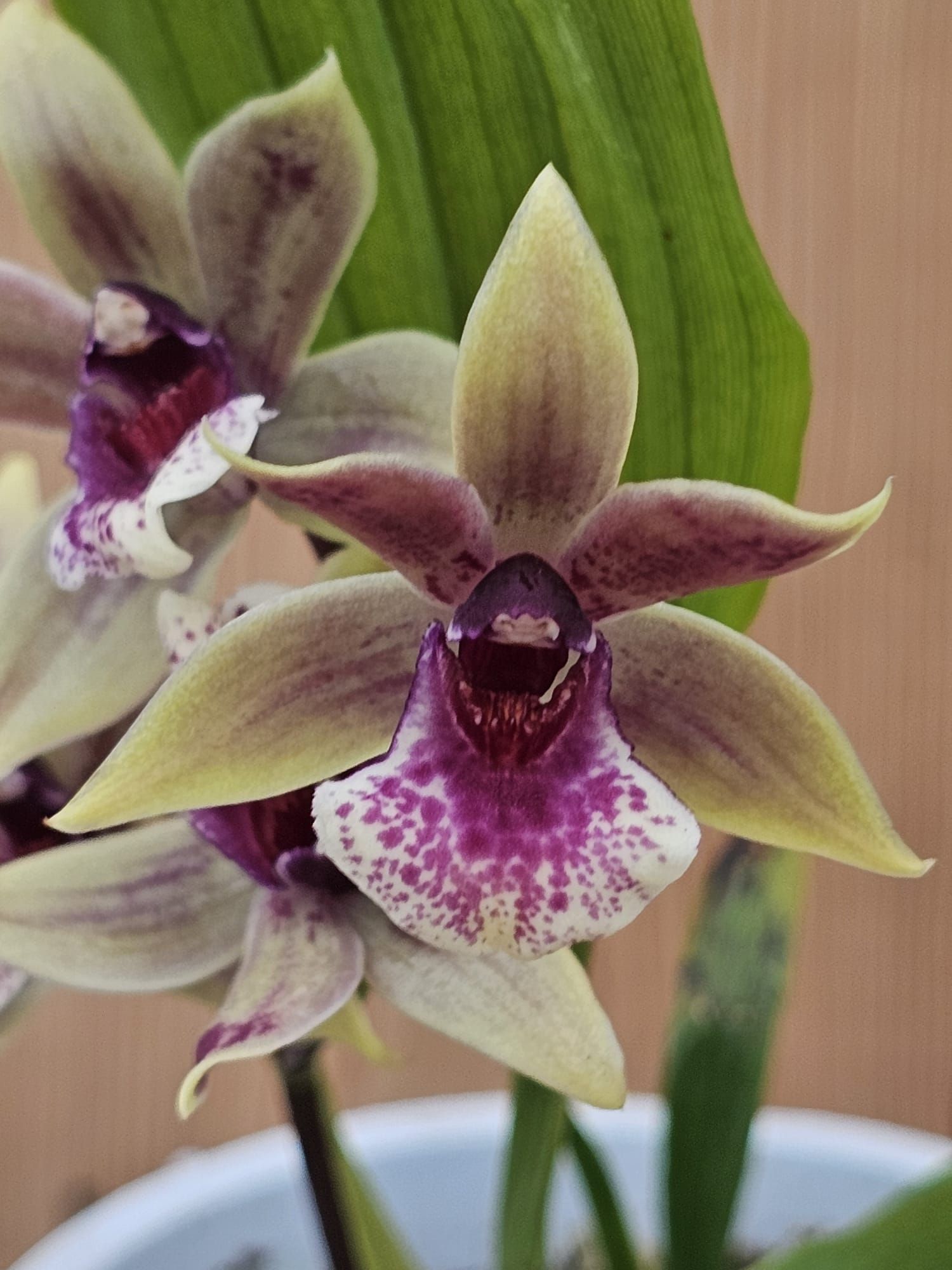 Zygonisia Snow Bird
