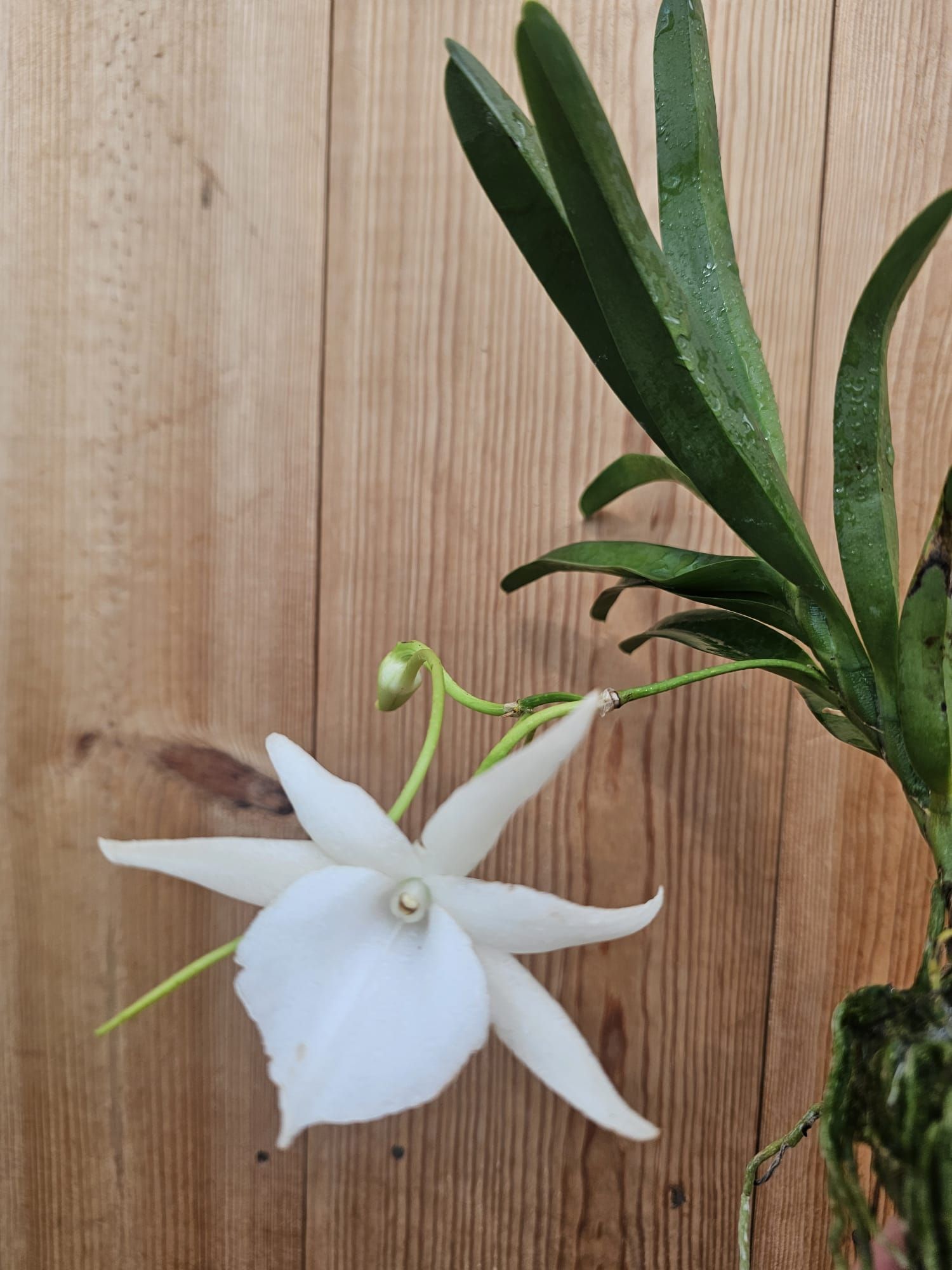 Angraecum Lady lisa 1
