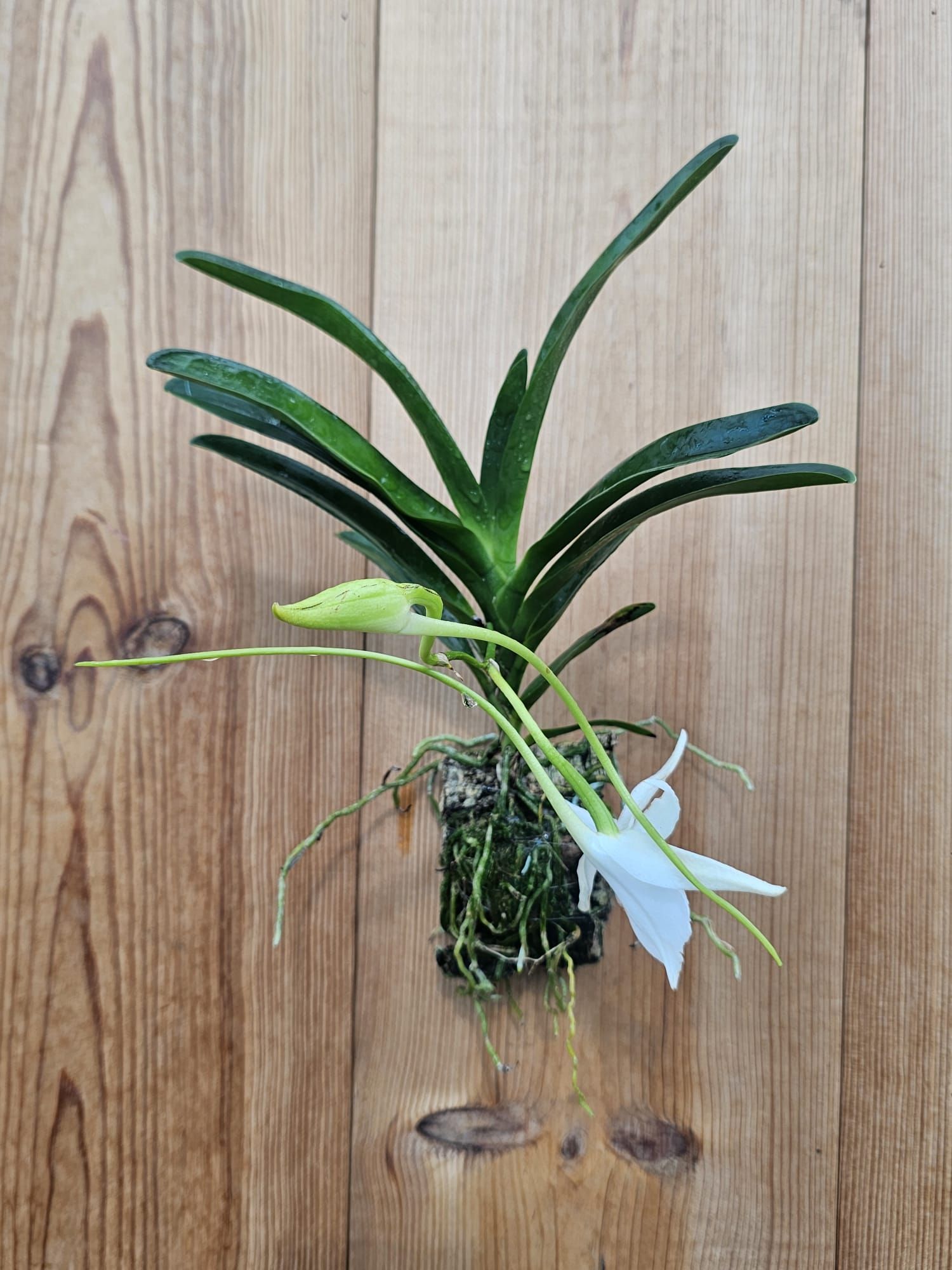 Angraecum Lady lisa 2