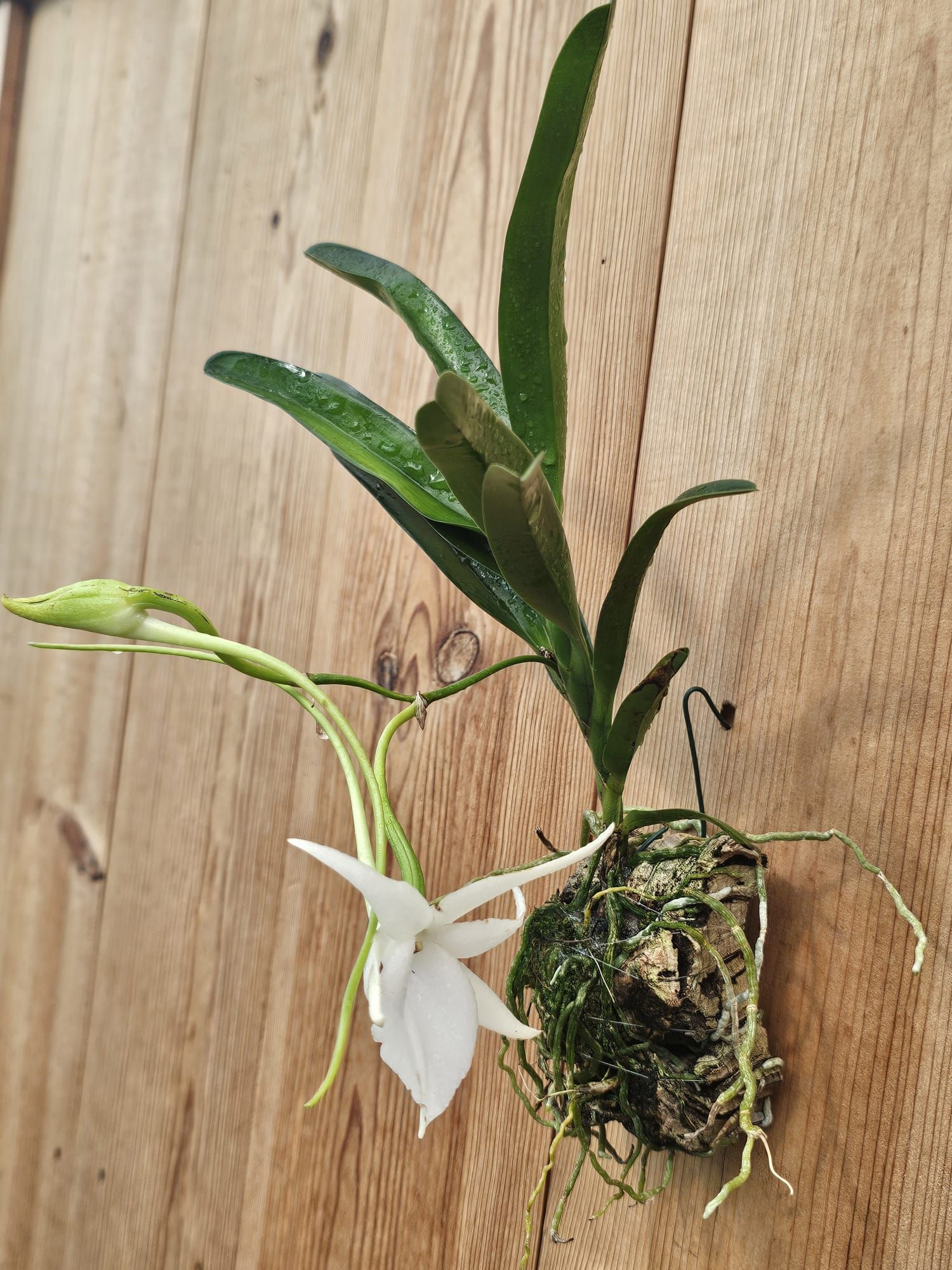 Angraecum Lady lisa 3