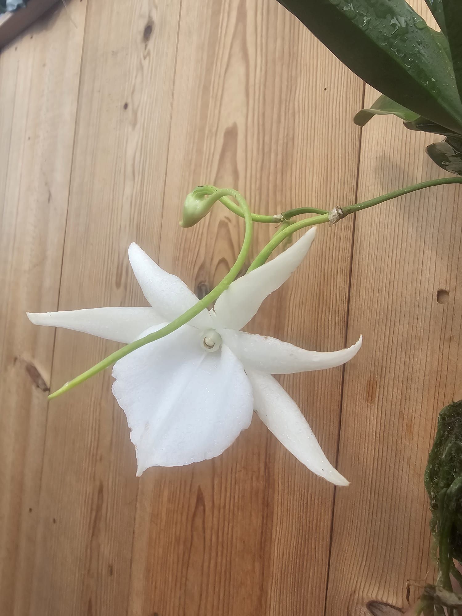 Angraecum Lady lisa