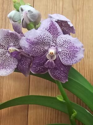 Vanda Specials Violet Spot
