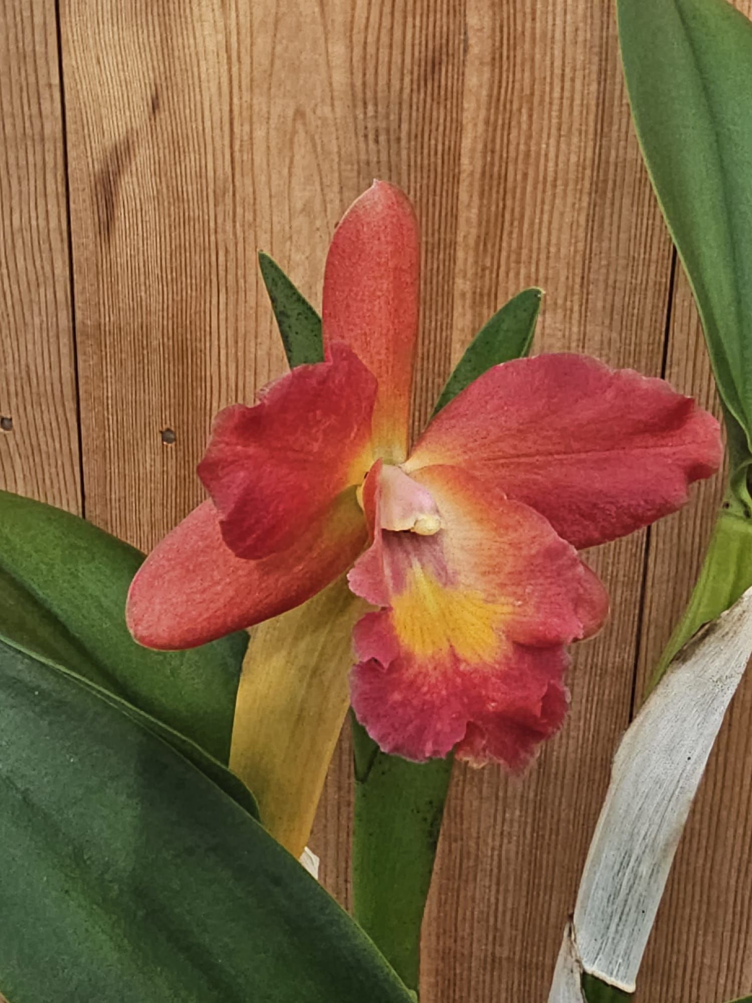 Potinara Regal Red Paradise 1
