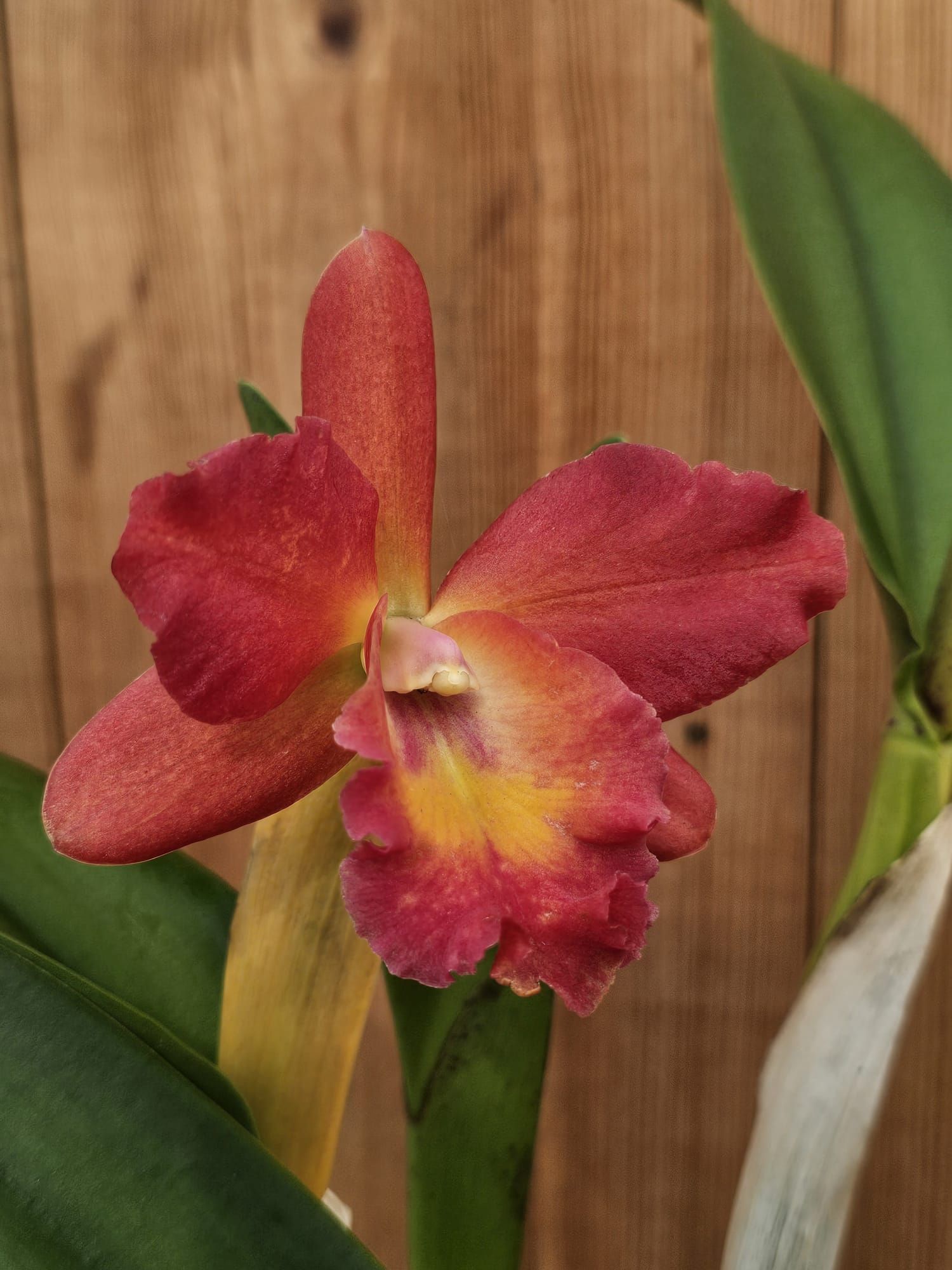 Potinara Regal Red Paradise 2