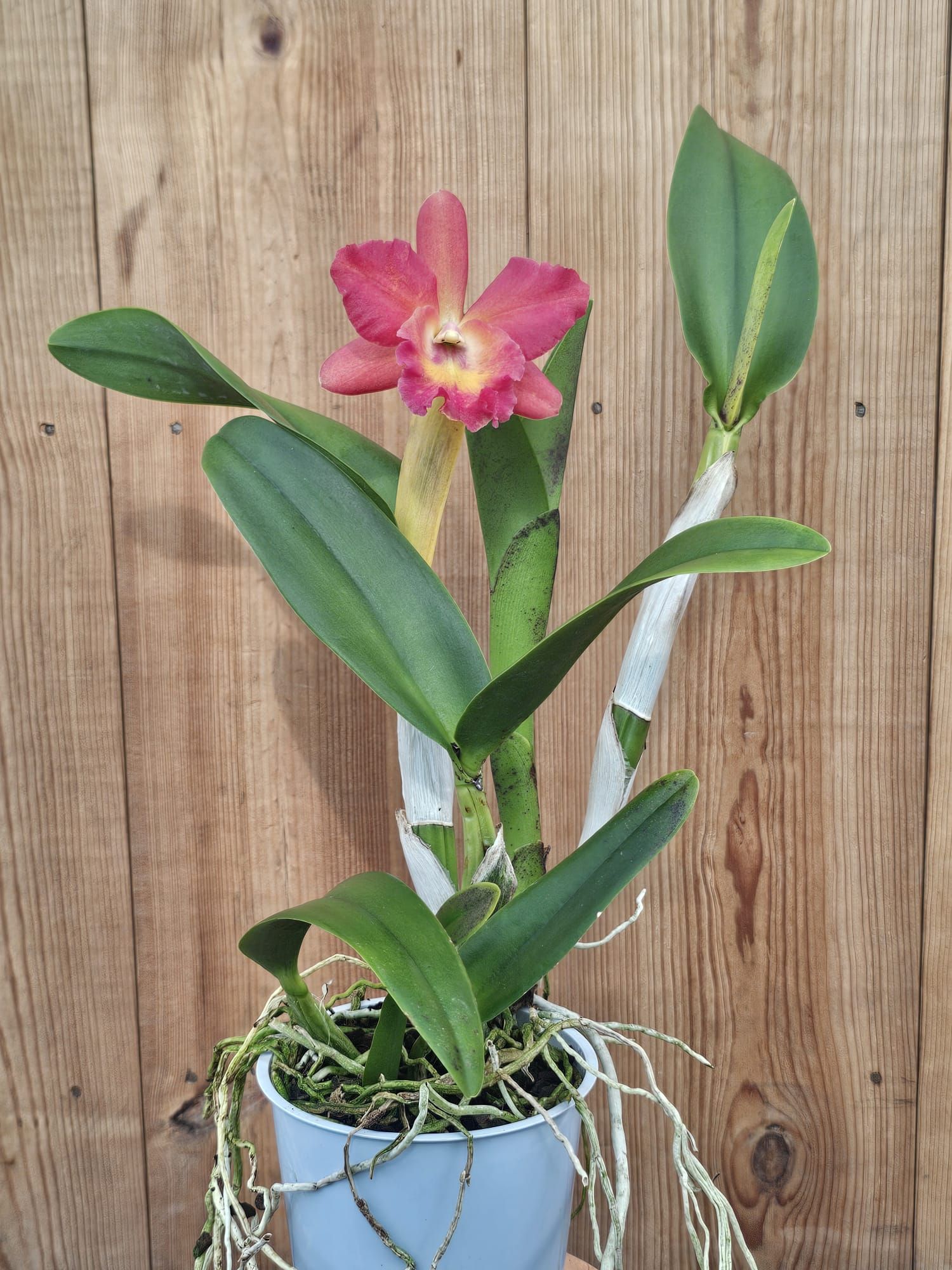 Potinara Regal Red Paradise 3