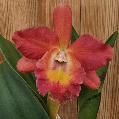 Potinara Regal Red Paradise