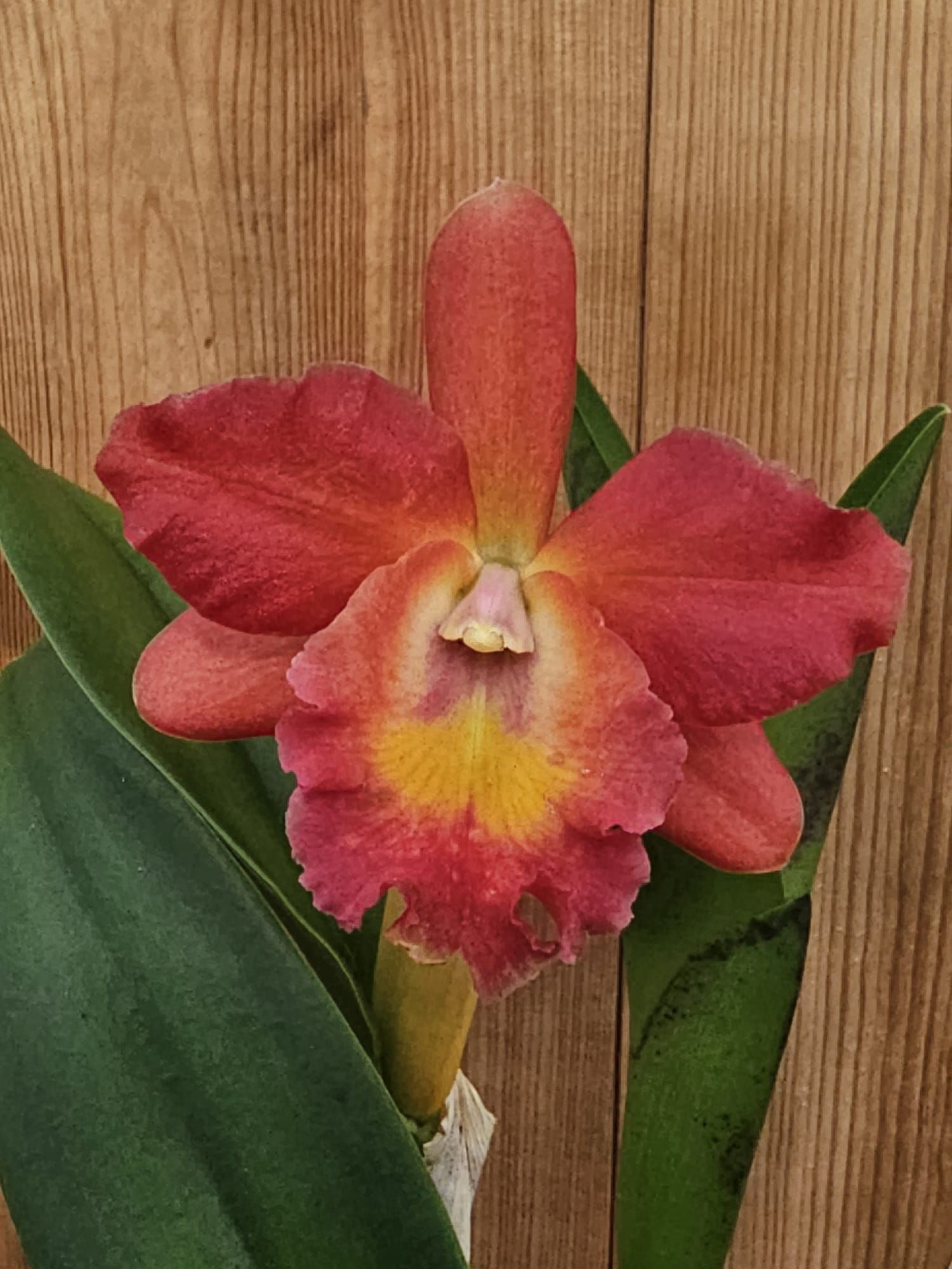 Potinara Regal Red Paradise