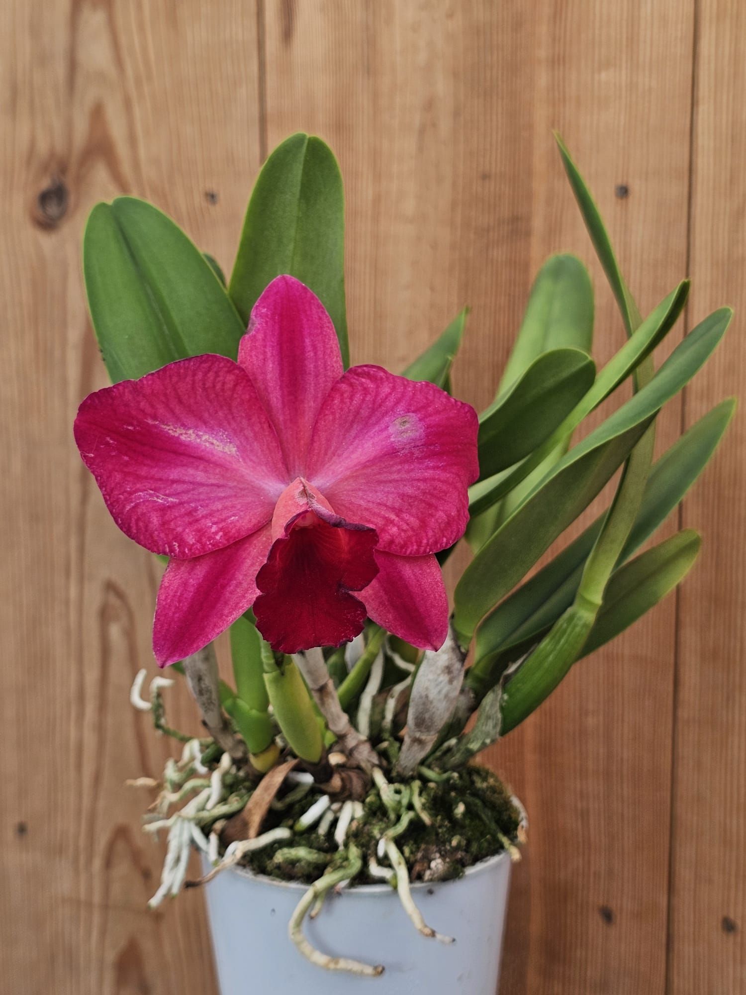 Rlc. Ruby Delight x Mem. Alida Laboy 1