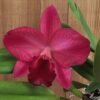 Rlc. Ruby Delight x Mem. Alida Laboy
