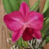 Rlc. Ruby Delight x Mem. Alida Laboy